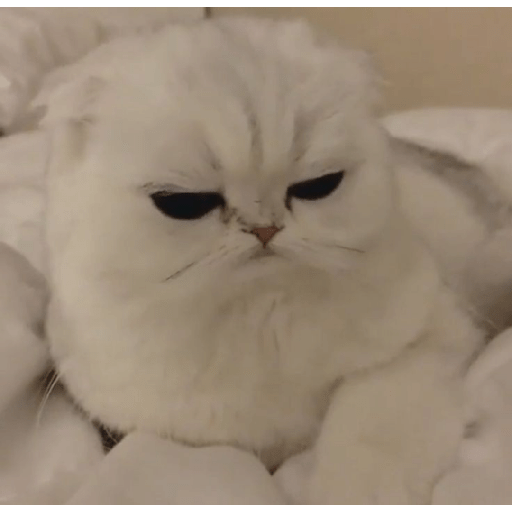 Meme kucing 8