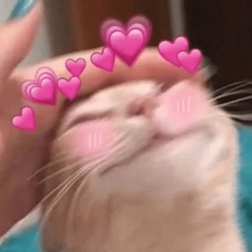 😻 Amor gatuno 💗🥰 23