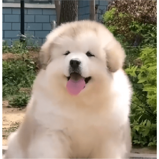 Animais 25