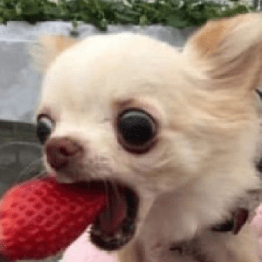 Animais 20