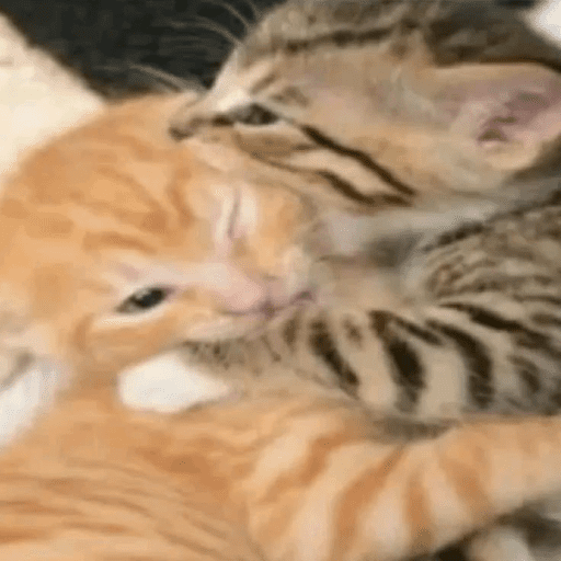⌗gatitos  4