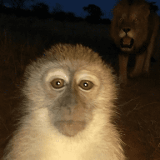 Macaco de Bigode 1