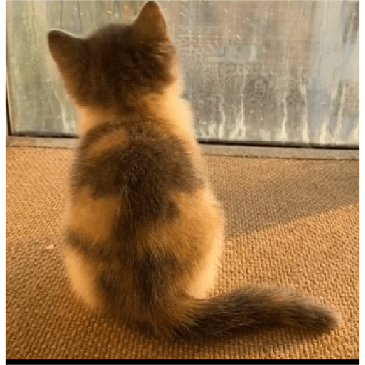 Animais 24