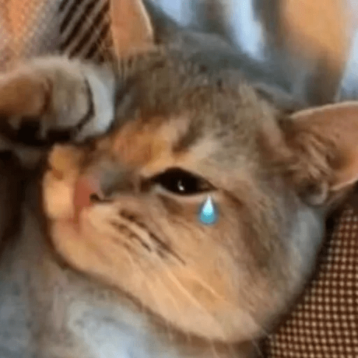 😻 Amor gatuno 💗🥰 19
