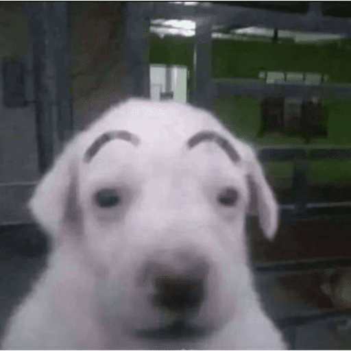 Animais 1