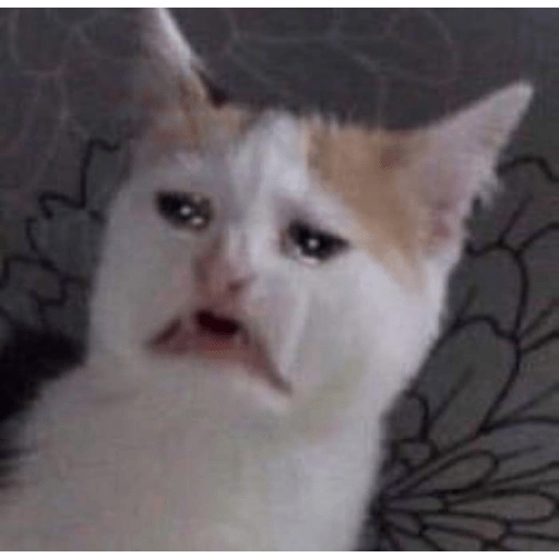 Meme kucing 12