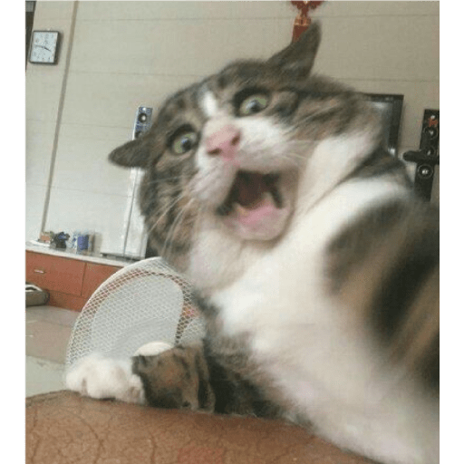 Meme kucing 11