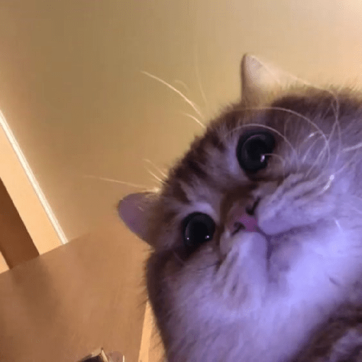 Meme kucing 3