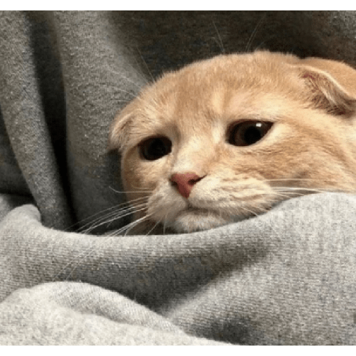 Memes de gatos 5 7