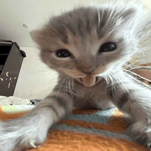 Animais julgando 10