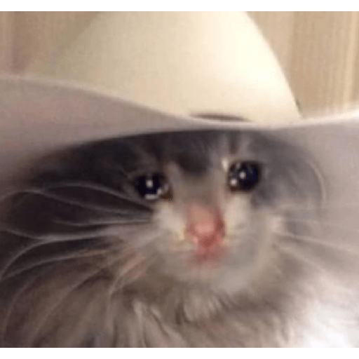 Memes de gatos 5 11