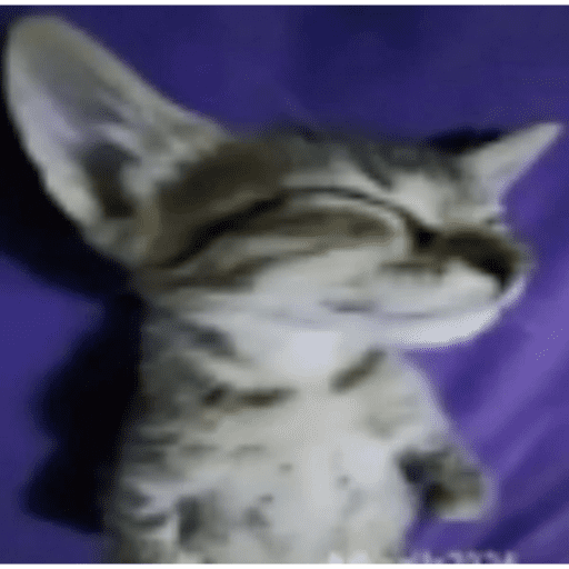 Animais julgando 28