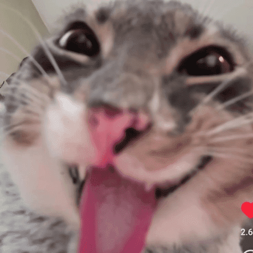 Animais julgando 18