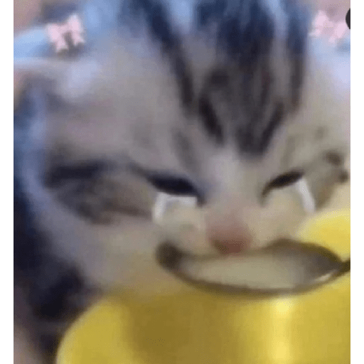 Memes de gatos 5 12