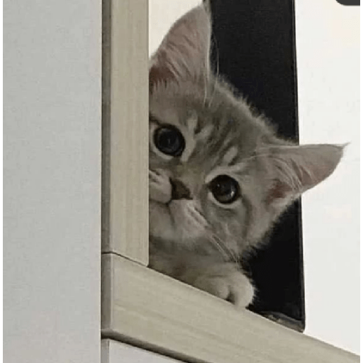 Memes de gatos 5 6