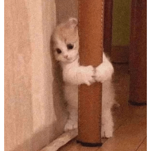 Memes de gatos 5 2