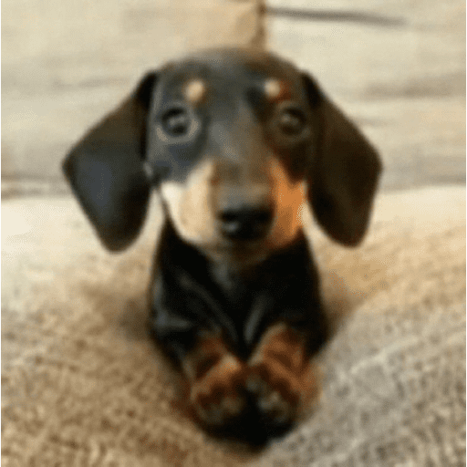 Animais julgando 23