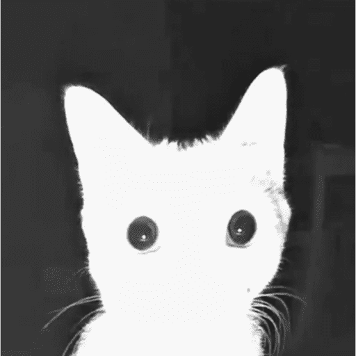 Animais julgando 27