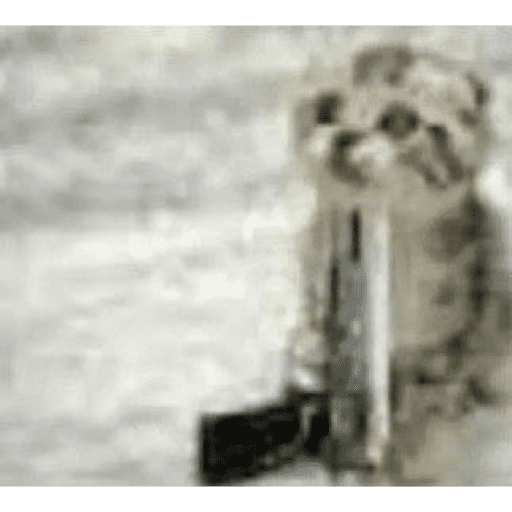 Animais julgando 25