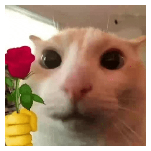 Memes 7 4