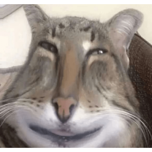 Memes de gatos 5 4