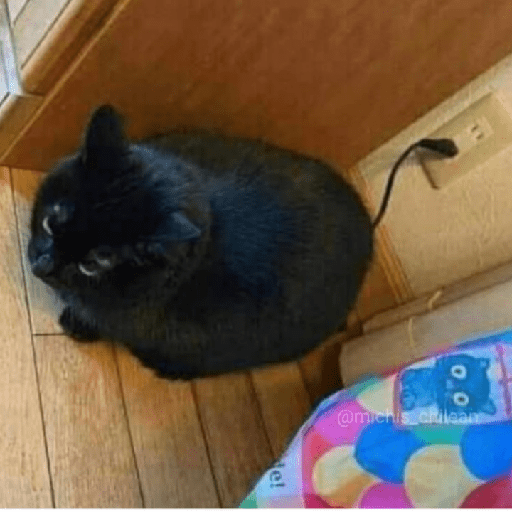 Memes de gatos 5 1