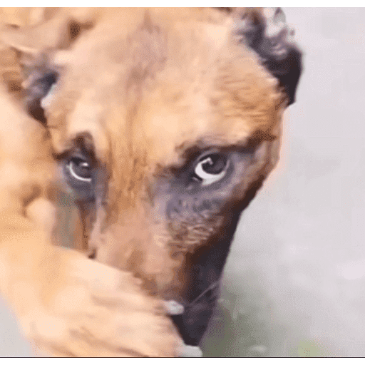 Animais julgando 17