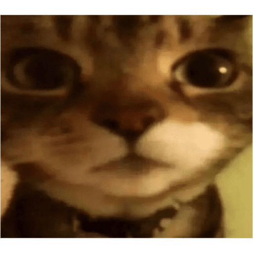 Animais julgando 30
