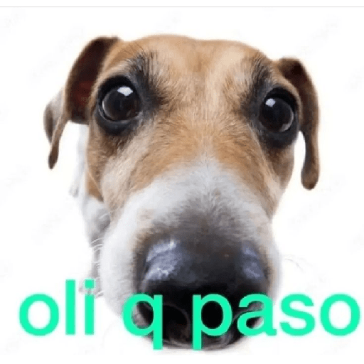  bueno 12