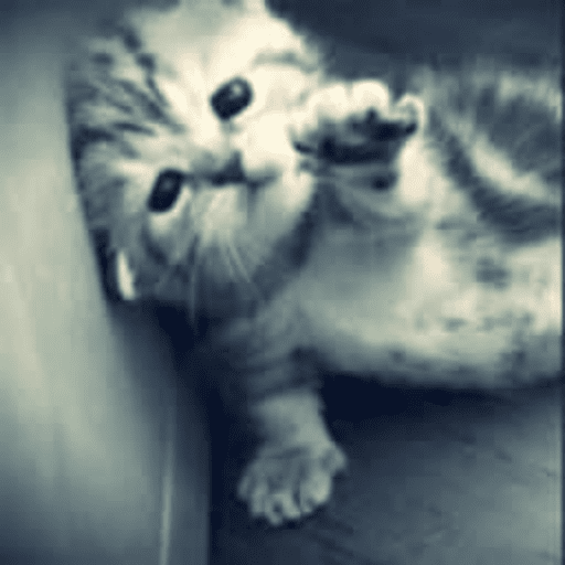 Animais julgando 9
