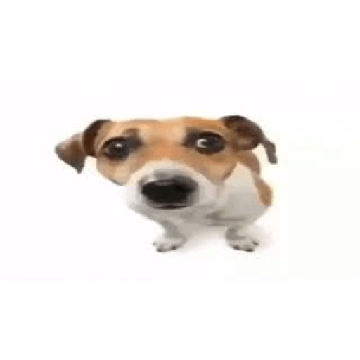 Timmy el perro 3