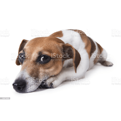 Timmy el perro 8