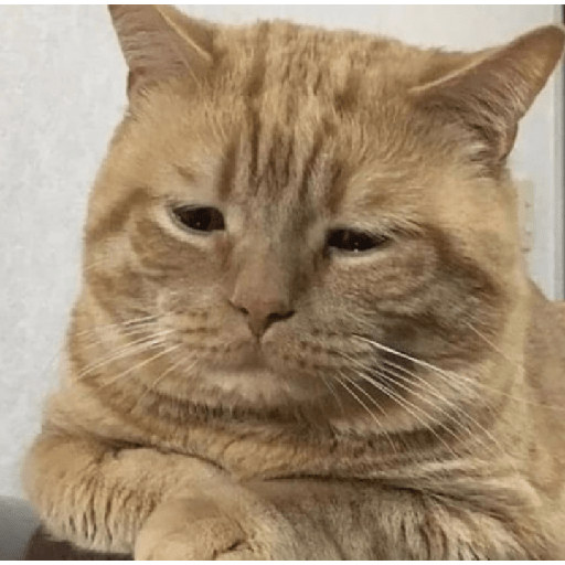 Memes de gatos 5 8