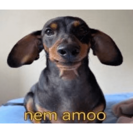 Animais julgando 13