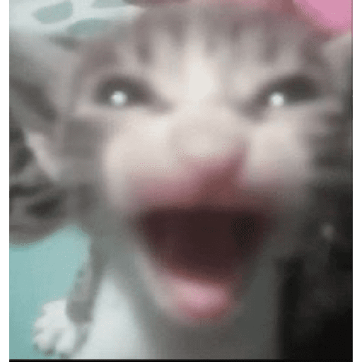 Animais julgando 20