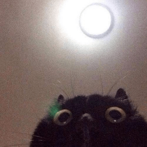 Gatitos mood 💕 24