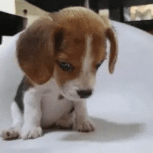 Animais julgando 16
