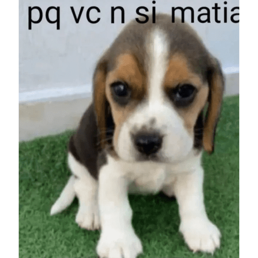 Animais julgando 21