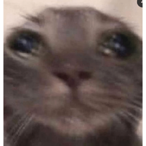 Memes de gatos 5 10