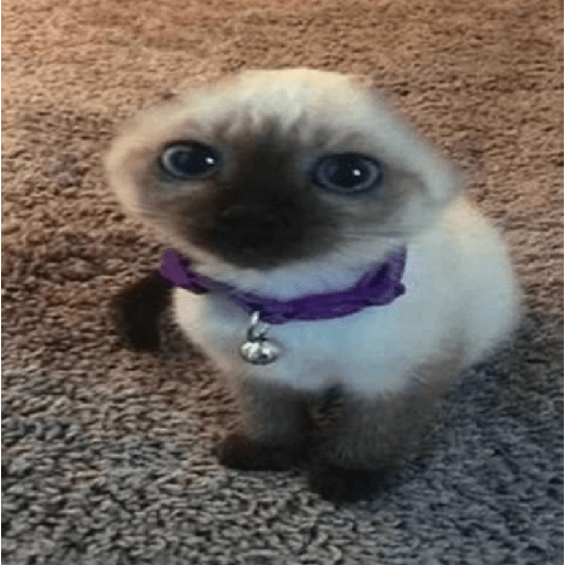 Memes de gatos 5 5