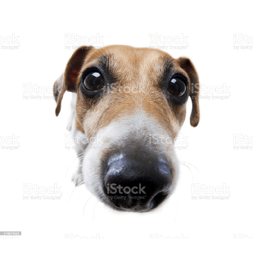 Timmy el perro 9