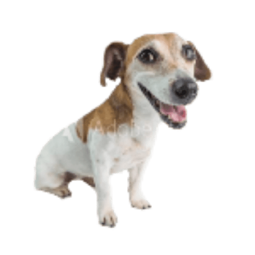 Timmy el perro 5