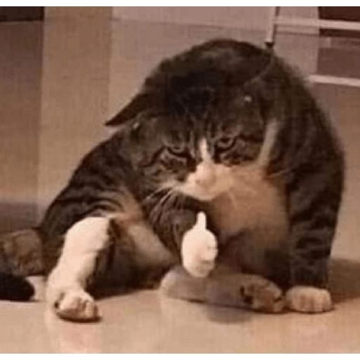 Memes de gatos 5 3