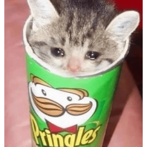 Memes de gatos 5 13