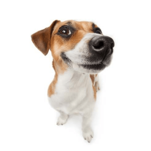 Timmy el perro 2