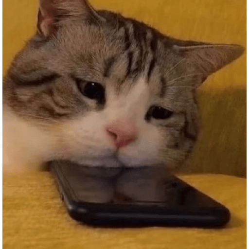 Memes de gatos 5 9