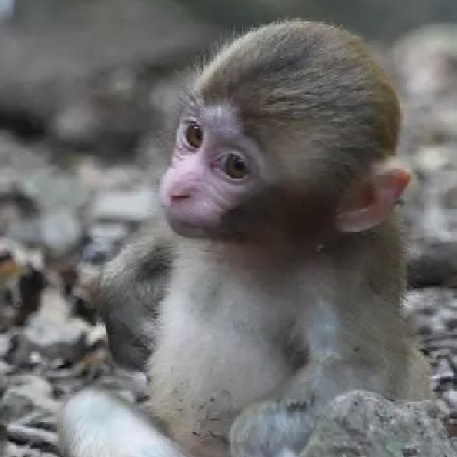Macaquinhos falantes 27