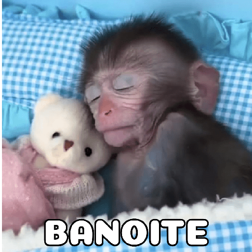 Macaquinhos falantes 19