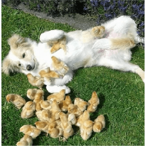 Animais 3