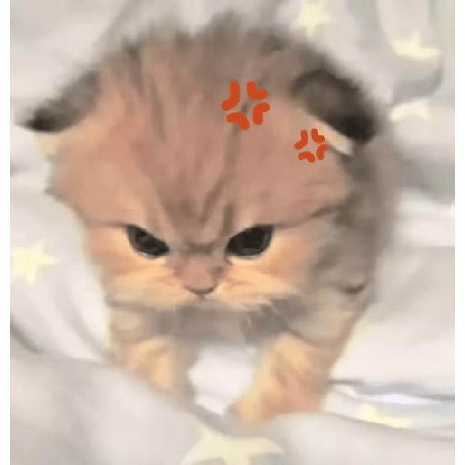 Kucing  1